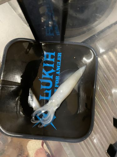 マメイカの釣果