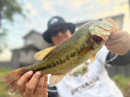 旧倉松落で釣れたブラックバスの釣り・釣果情報 - アングラーズ