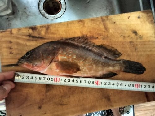 キジハタの釣果