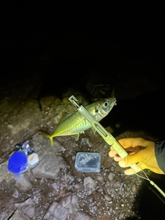 マアジの釣果