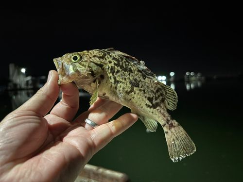 クロソイの釣果