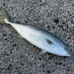 ハマチの釣果