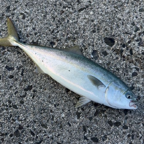 ハマチの釣果