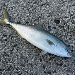 ハマチ