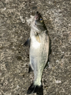 ヒラスズキの釣果