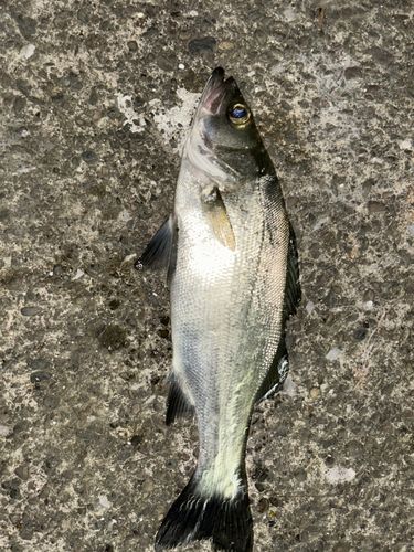 ヒラスズキの釣果