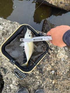 マアジの釣果