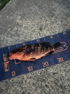 キジハタの釣果