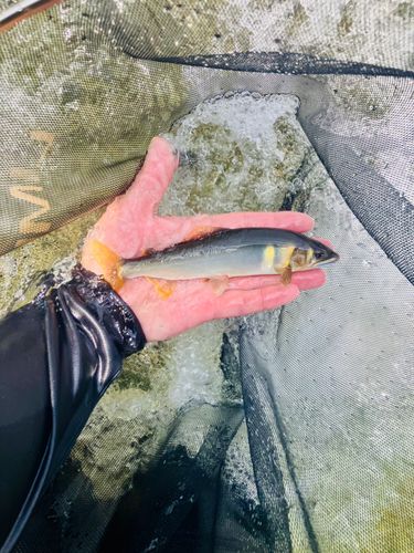 アユの釣果