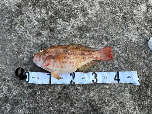 ブダイの釣果