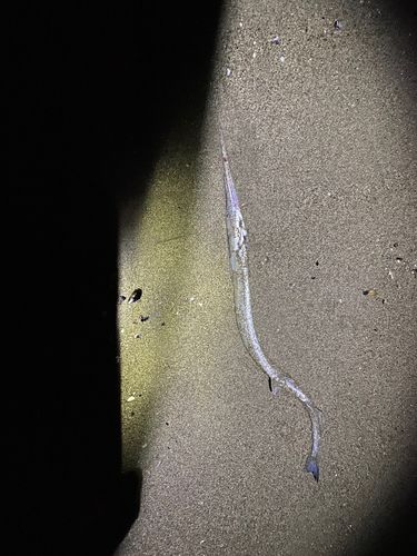 ダツの釣果