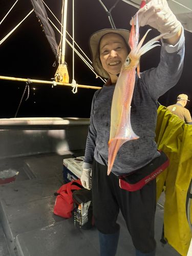 イカの釣果