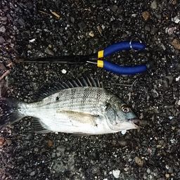 タイワンガザミ