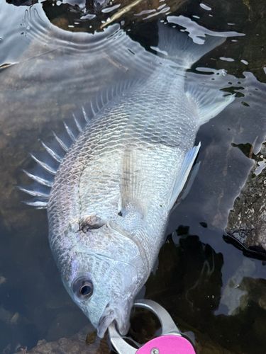 キビレの釣果