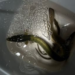 ニホンウナギ
