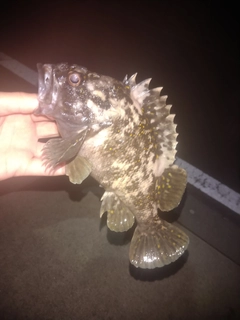 オウゴンムラソイの釣果