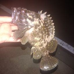 オウゴンムラソイ