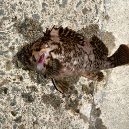 オウゴンムラソイ