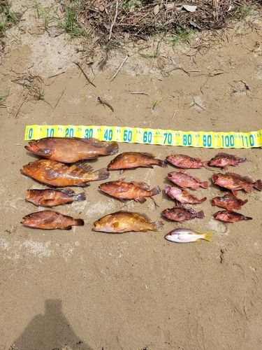 アコウの釣果