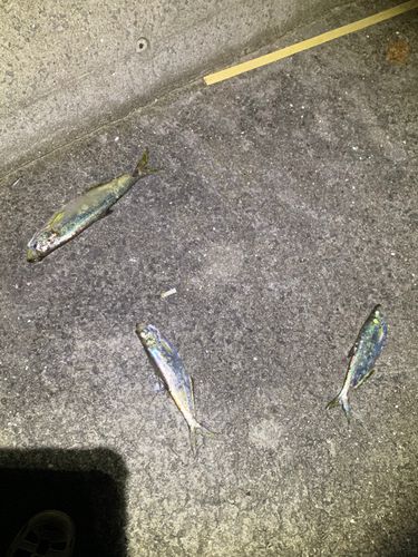 キジハタの釣果