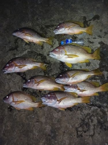 シブダイの釣果