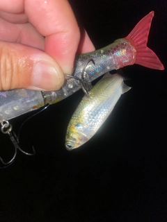 ボラの釣果