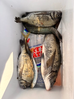 チヌの釣果