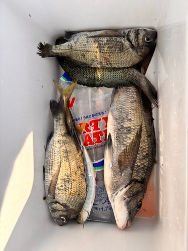 チヌの釣果