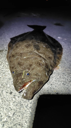 ヒラメの釣果