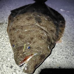 ヒラメ