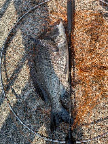 クロダイの釣果
