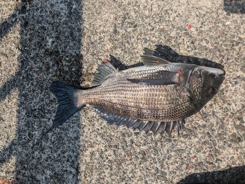 クロダイの釣果