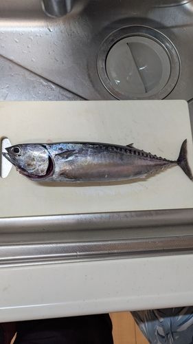 ソウダガツオの釣果