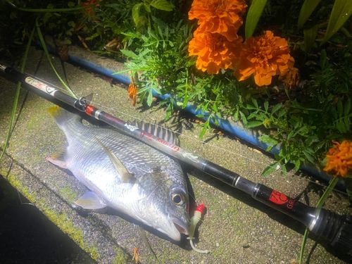 キビレの釣果