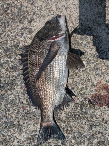 クロダイの釣果