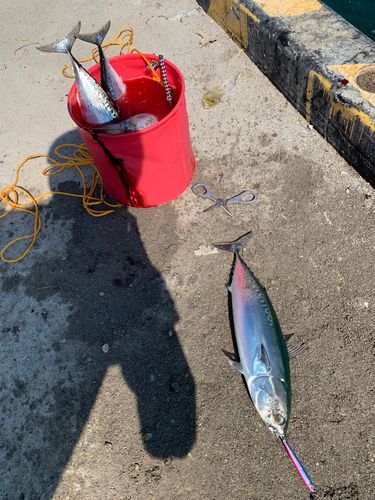 ソウダガツオの釣果
