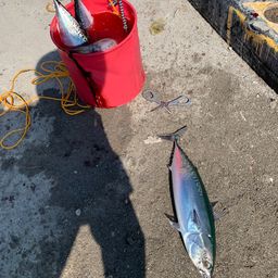 ソウダガツオ
