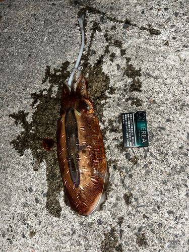 コウイカの釣果