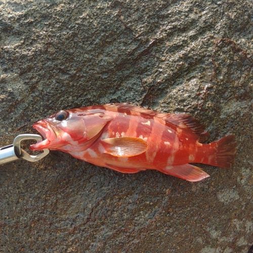 アカハタの釣果