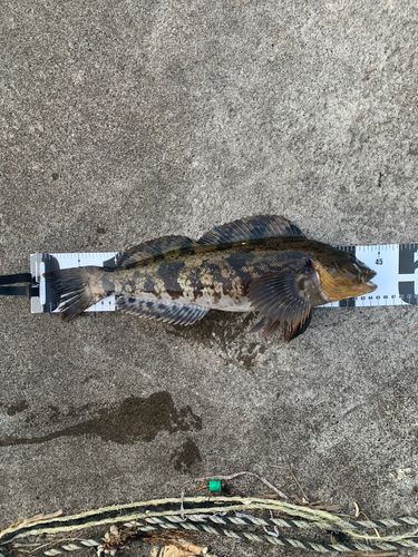 アイナメの釣果