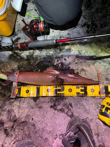 ケンサキイカの釣果