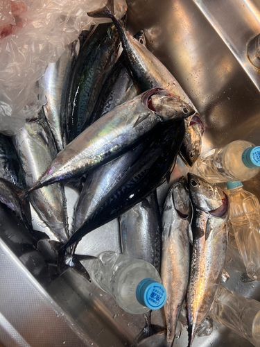 マルソウダの釣果
