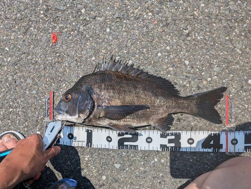 クロダイの釣果