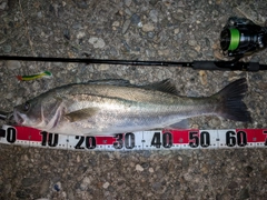 シーバスの釣果