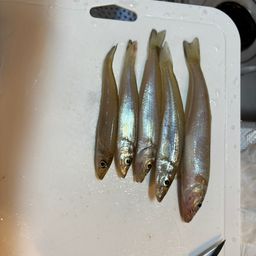 シロギス