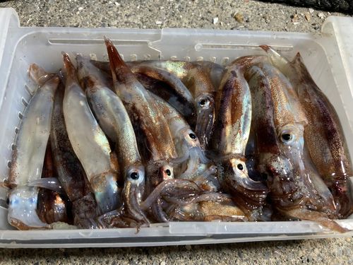 スルメイカの釣果