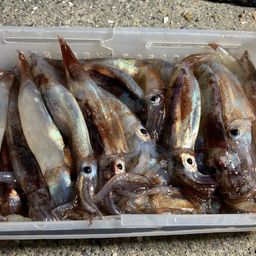 スルメイカ