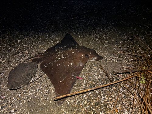 ナルトビエイの釣果