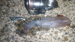 ケンサキイカの釣果