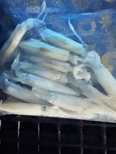 ケンサキイカの釣果
